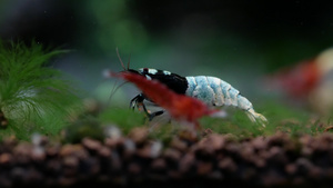 水族箱蓝螺栓侏儒小虾清洗腿部26秒视频