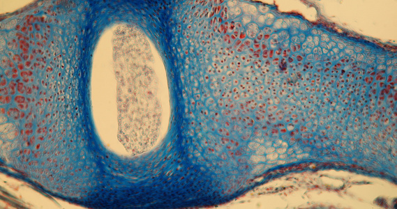鼠标胚胎的脊椎视频