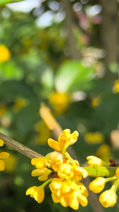 实拍桂花秋景桂花树自然美景视频