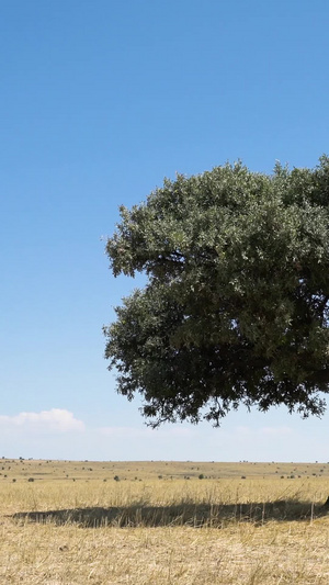 风中橄榄树延时土耳其20秒视频
