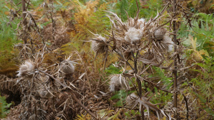 森林中的花刺24秒视频