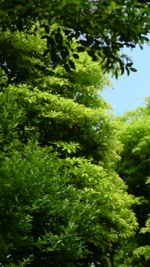  深圳梧桐山盛开的毛棉杜鹃花丝线吊芙蓉12秒视频