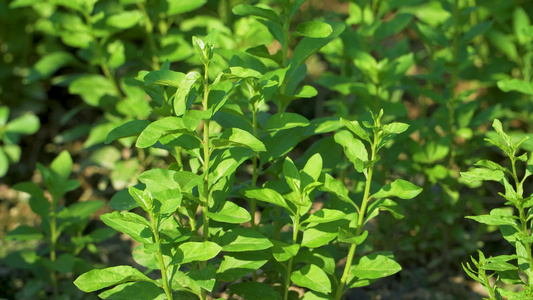 菜园里种植的枸杞苗视频