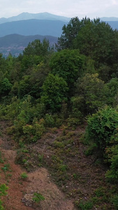 大理漾濞抗震救灾车队行驶在高山之巅森林帐篷蜿蜒道路之间视频