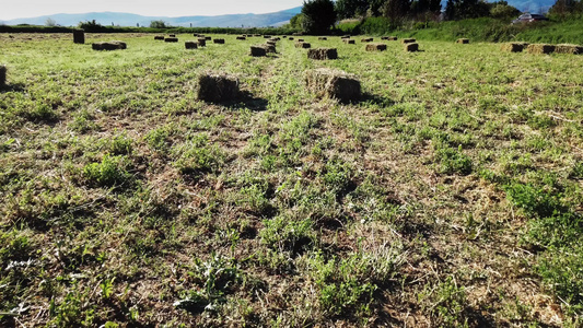 碎块田里的一片草地青蓝天空下有云的农耕区黄金黄金草视频