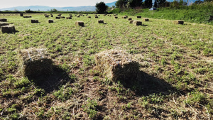 野外干草地14秒视频