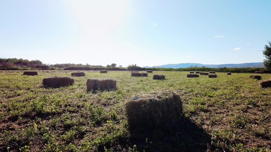 在草原收获小麦后留下的干草稻草农地的农村自然视频