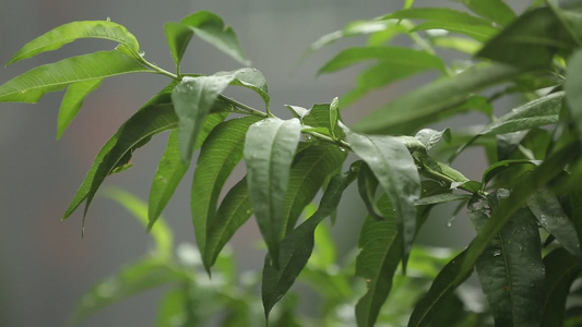 下雨雨雾雨滴打绿叶[不下雨]视频