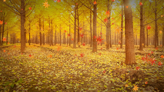 秋天落叶背景视频视频