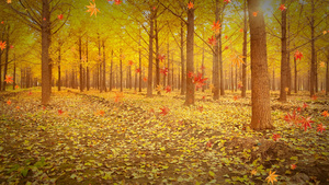 秋天落叶背景视频30秒视频