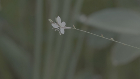 夏季唯美野花花草慢镜头视频