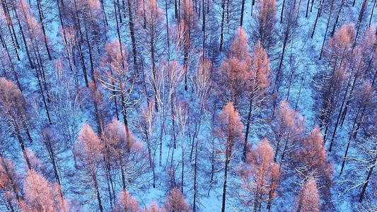 林海雪原冬季大森林落叶松白桦树银装素裹视频