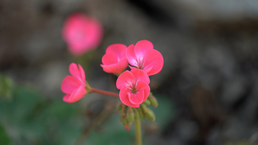 4K花卉野花小红花视频