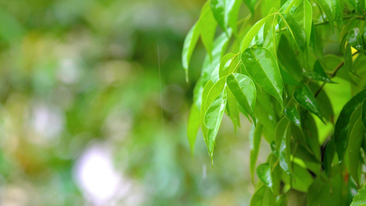 夏季暴雨雨水打在植物上 视频