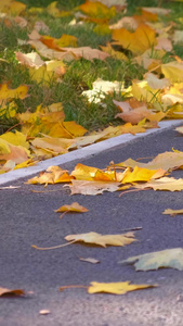 秋天落叶路边落叶低角度拍摄树叶视频