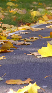 秋天落叶路边落叶实拍秋天素材视频
