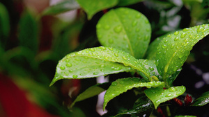 夏季雨后植物上水珠水滴15秒视频