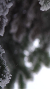 雪松针叶林特写雾凇雪景特写雪景视频