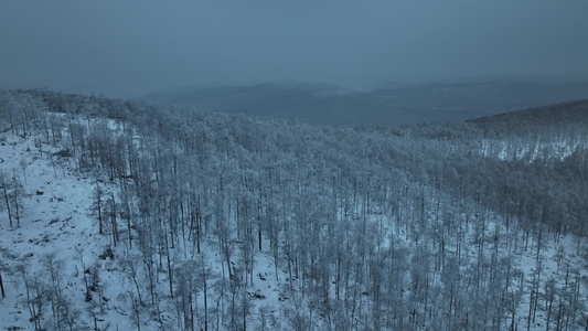 林海雪原冬季大森林落叶松白桦树银装素裹视频