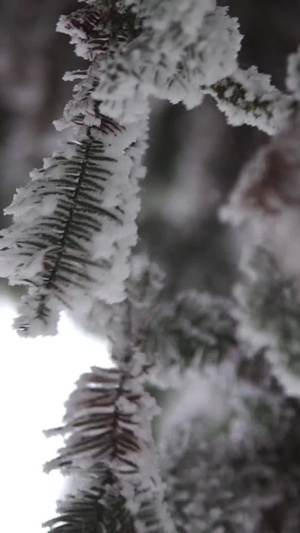 雪松针叶林特写雾凇雪景特写雪景63秒视频