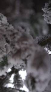 雪松针叶林特写雾凇雪景针叶林雪景视频