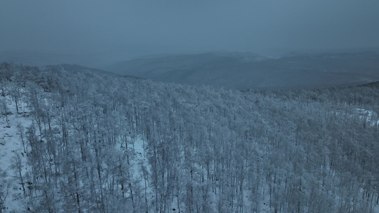 林海雪原冬季大森林落叶松白桦树银装素裹视频