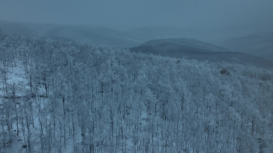 林海雪原冬季大森林落叶松白桦树银装素裹视频