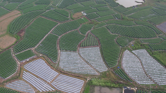 圣女果种植基地航拍视频