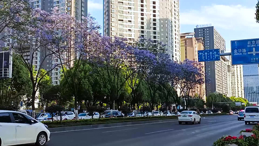 昆明北京路的蓝花楹视频