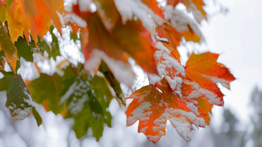 初冬雪中红枫叶视频