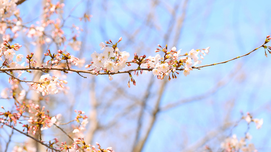 粉色樱花[浅粉]视频