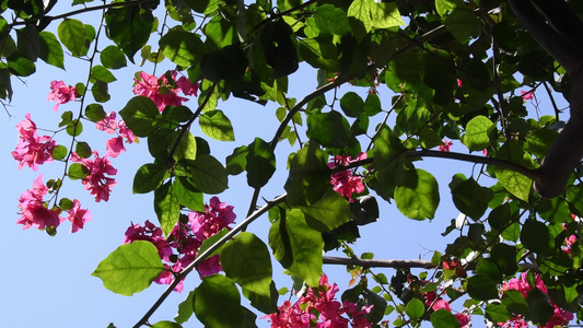 春夏蓝天杜鹃花 花卉 植物视频