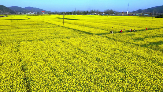 泾县狮子山油菜花中国宣纸博物馆视频