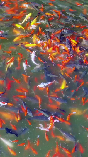 游动的金鱼热带鱼60秒视频