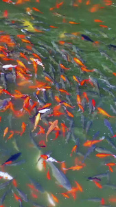 游动的金鱼鱼得水视频