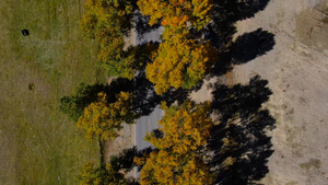 俯拍秋季金色白杨树公路航拍视频61秒视频