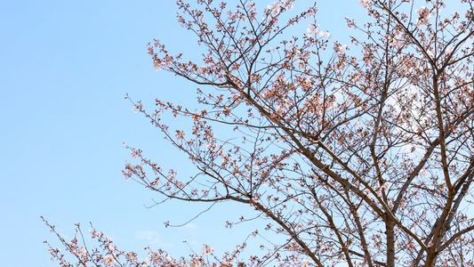 樱花树视频