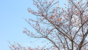 樱花树24秒视频