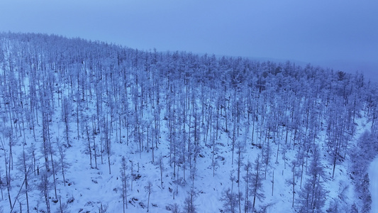 内蒙古大兴安岭林海雪原冬季大森林落叶松白桦树银装素裹视频