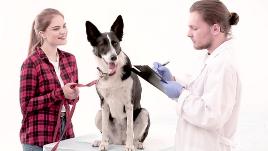兽医在狗医用卡上作笔记视频