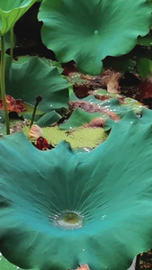 雨天荷花荷叶和水珠视频素材水生植物视频