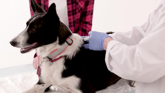 兽医注射狗的药剂视频