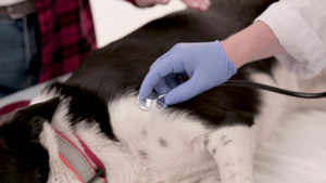 兽医检查犬18秒视频