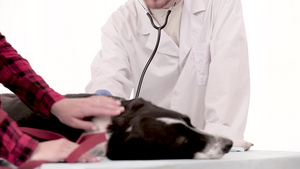 兽医诊所内带听诊器的兽医9秒视频