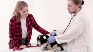 兽医诊所内带听诊器的兽医检查犬13秒视频