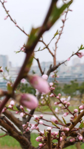 青岛麦岛雨中樱花开雨中花开视频