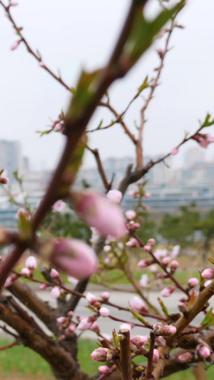 青岛麦岛雨中樱花开雨中花开62秒视频