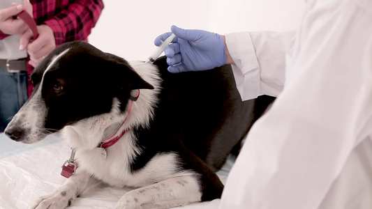 兽医注射狗的药剂视频