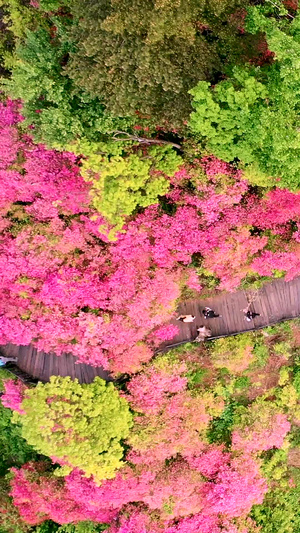 航拍漫山遍野的映山红杜鹃花51秒视频