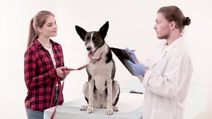 兽医在狗医用卡上作笔记14秒视频